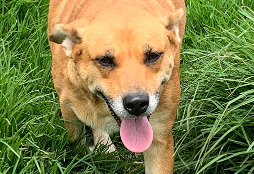 Historia del refugio